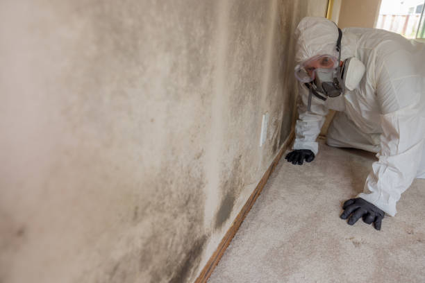 Covington, WA Mold Removal Company